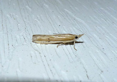 Pima albiplagiatella