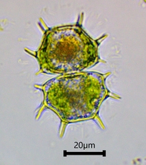 Xanthidium cristatum