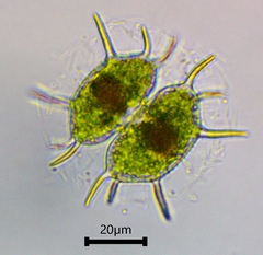 Xanthidium antilopaeum