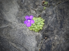 Pinguicula cyclosecta