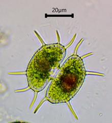 Xanthidium antilopaeum