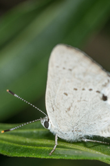 Satyrium sylvinus