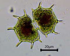 Xanthidium cristatum