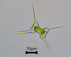 Staurodesmus extensus