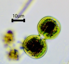 Cosmarium contractum