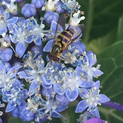 Syrphus knabi