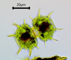 Xanthidium cristatum