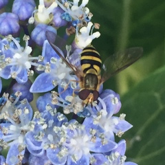 Syrphus knabi