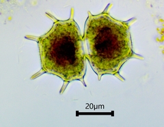 Xanthidium cristatum