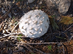 Calvatia sculpta