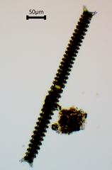 Triploceras verticillatum
