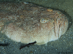 Uranoscopus scaber