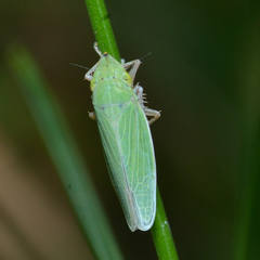 Draeculacephala balli