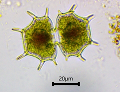 Xanthidium cristatum