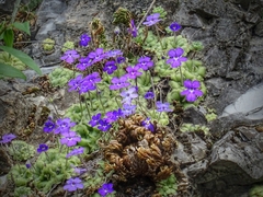 Pinguicula cyclosecta