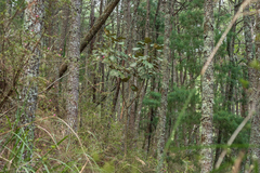 Sinopanax formosanus
