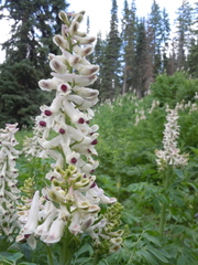 Corydalis caseana brandegeei