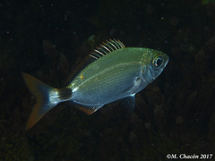 Saddled Seabream - Photo (c) whodden, some rights reserved (CC BY-NC), uploaded by whodden
