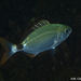 Saddled Seabream - Photo (c) whodden, some rights reserved (CC BY-NC), uploaded by whodden