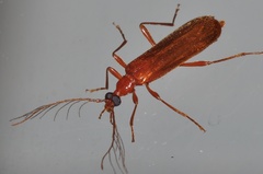 Dendroides ephemeroides
