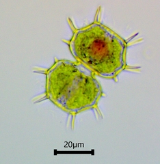 Xanthidium cristatum