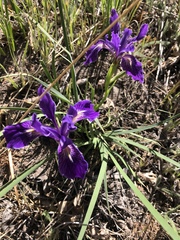 Iris hartwegii australis