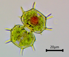 Xanthidium cristatum