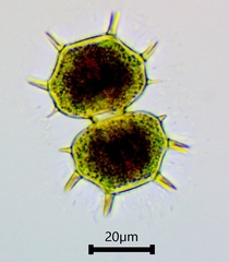 Xanthidium cristatum