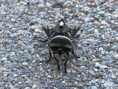 Tabanus trimaculatus