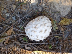Calvatia sculpta