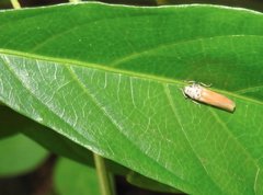 Bothrogonia ferruginea