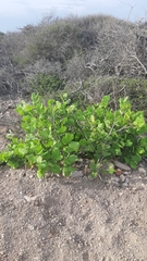 Coccoloba barbadensis