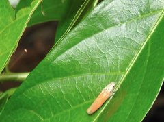 Bothrogonia ferruginea