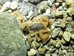 Smeringurus vachoni