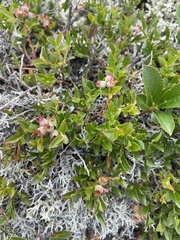 Vaccinium boreale