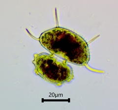 Xanthidium antilopaeum