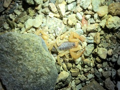 Smeringurus vachoni
