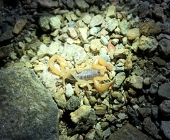 Smeringurus vachoni
