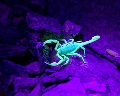 Smeringurus vachoni