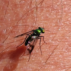 Condylostylus melampus