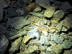 Smeringurus vachoni