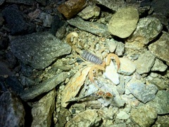 Smeringurus vachoni