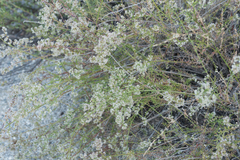 Galium angustifolium