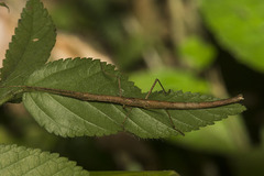 Pseudophasmatoidea