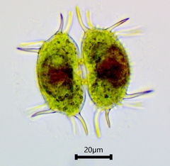 Xanthidium antilopaeum