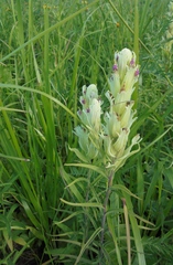 Castilleja pallida