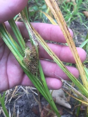 Carex frankii
