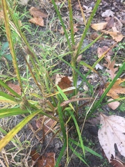 Carex frankii