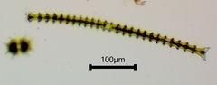 Triploceras gracile