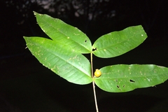 Mouriri osaensis